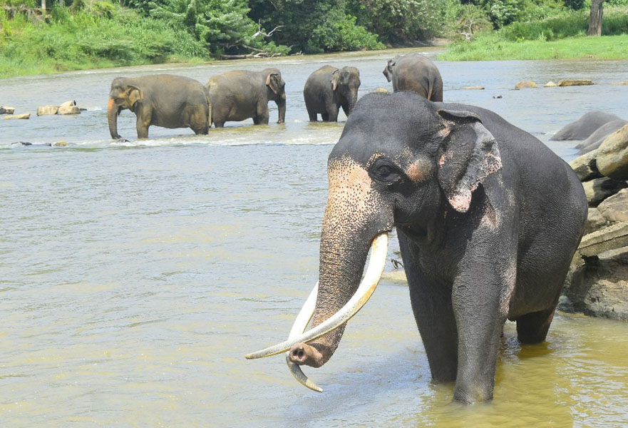 Pinnawala Elephant Orphanage-4