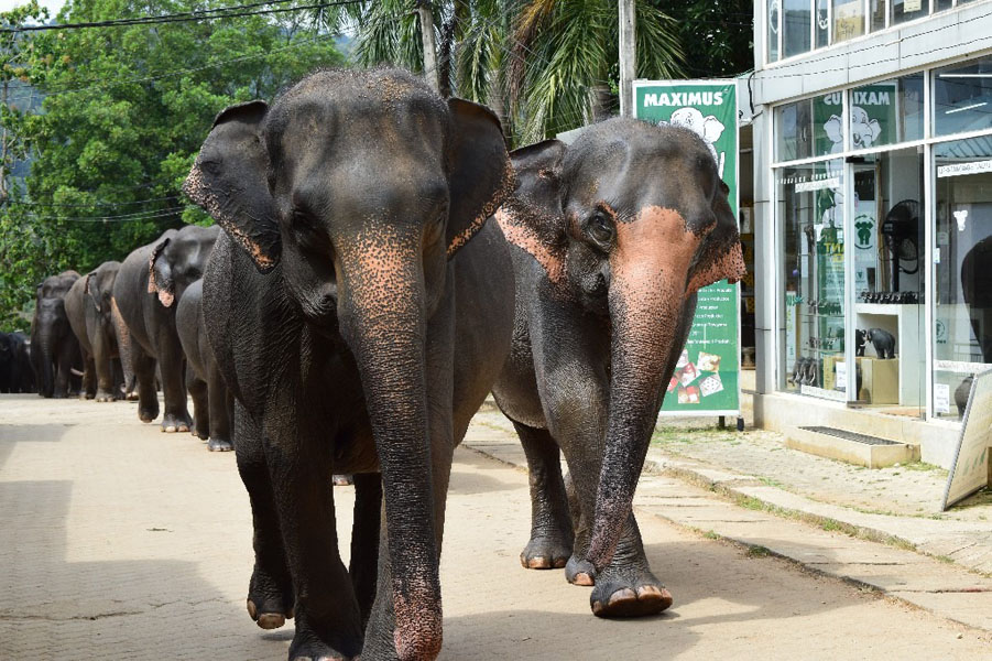 Pinnawala Elephant Orphanage-6