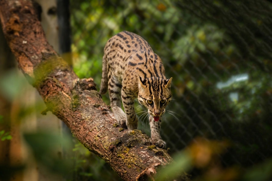 Pinnawala Zoo-1