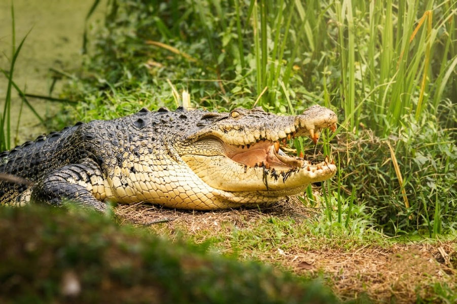 Pinnawala Zoo-10
