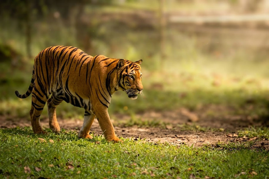 Pinnawala Zoo-11