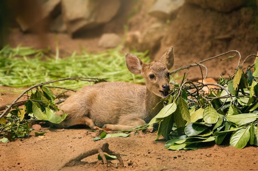 Pinnawala Zoo-12