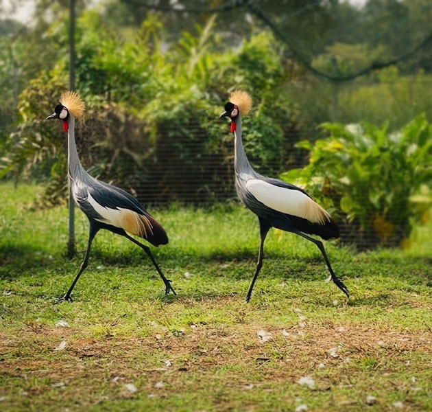 Pinnawala Zoo-13