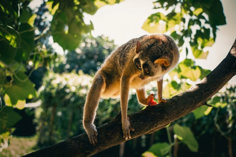 Pinnawala Zoo-15
