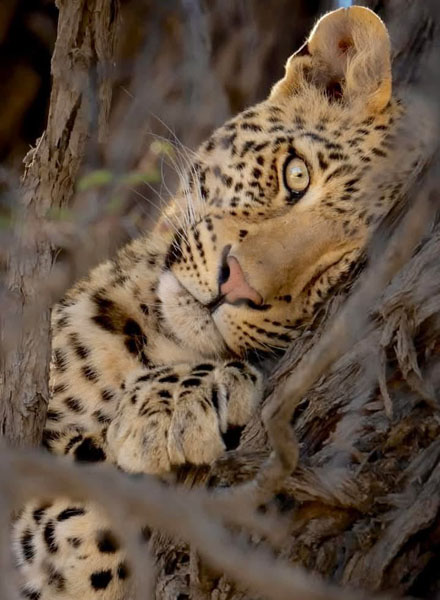 Pinnawala Zoo-16