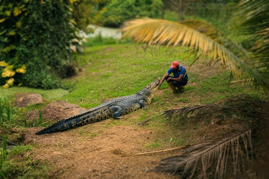 Pinnawala Zoo-17