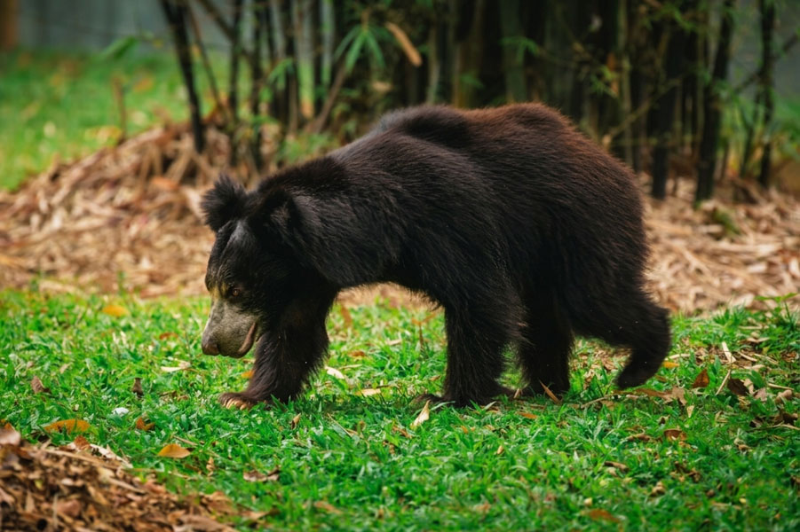 Pinnawala Zoo-2