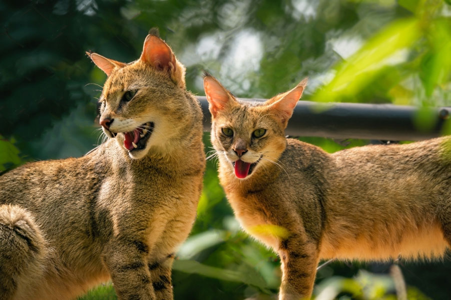 Pinnawala Zoo-21
