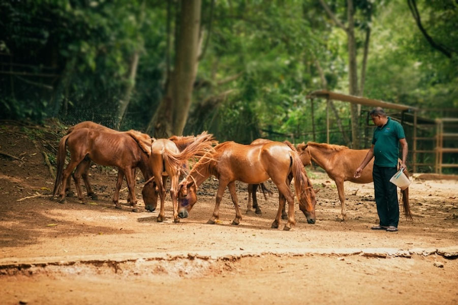 Pinnawala Zoo
