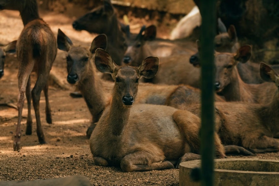 Pinnawala Zoo-4