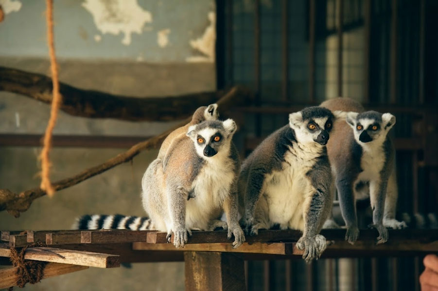 Pinnawala Zoo-5