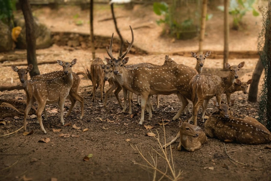 Pinnawala Zoo-7