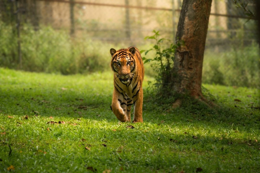 Pinnawala Zoo-9