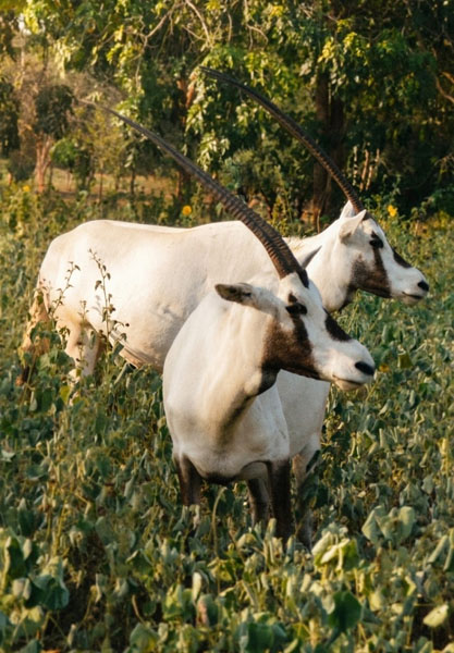Ridiyagama-gallery-10