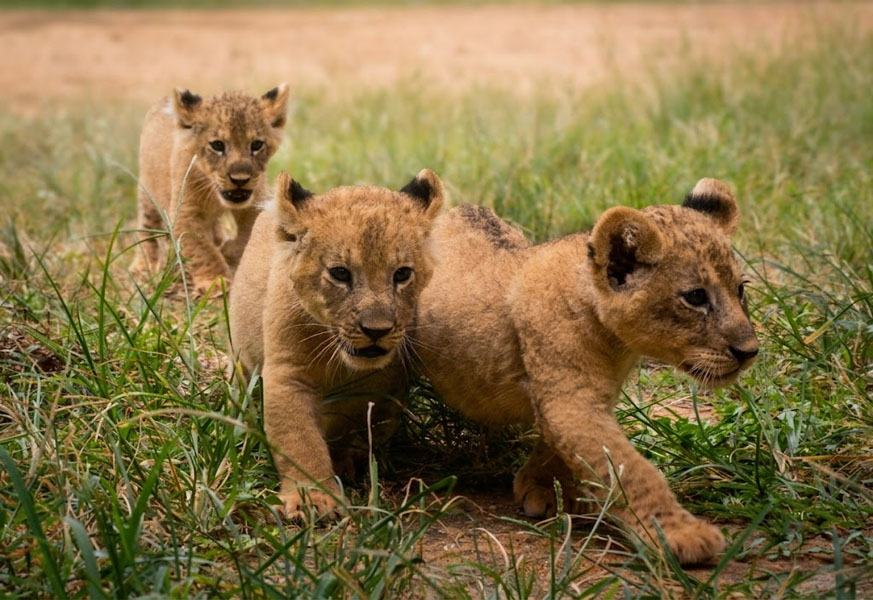Ridiyagama Safari Park