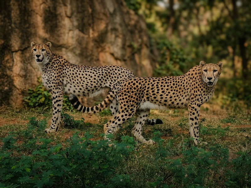 Ridiyagama-gallery-15