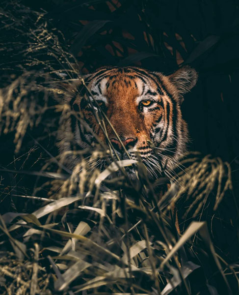 Ridiyagama-gallery-17