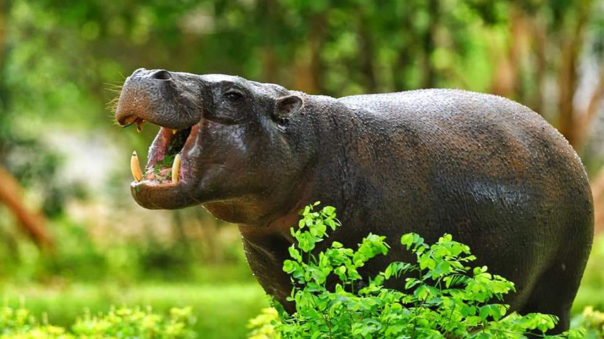 Safari-ParkSlide2-3