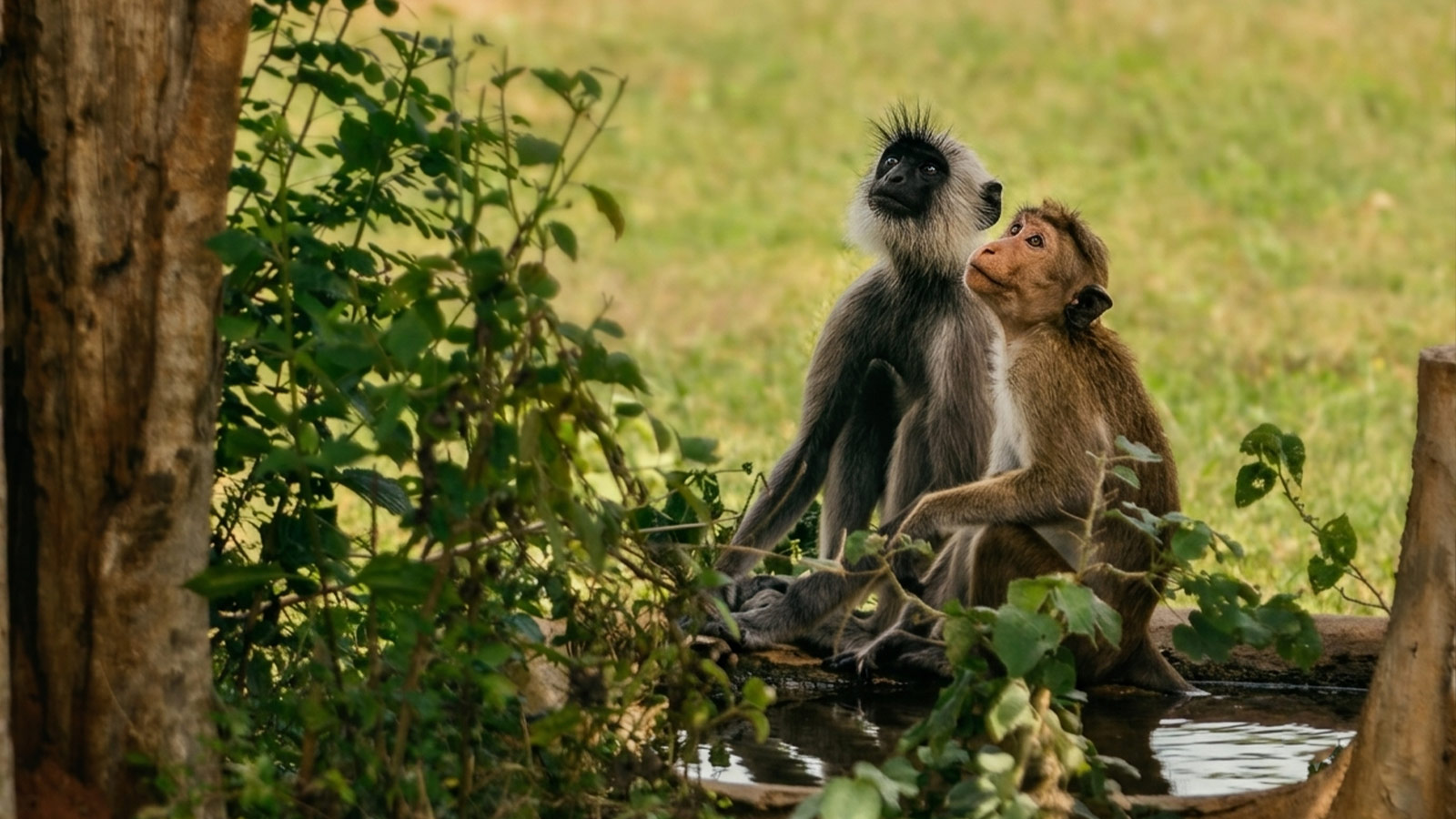 SafariPark-Top-1