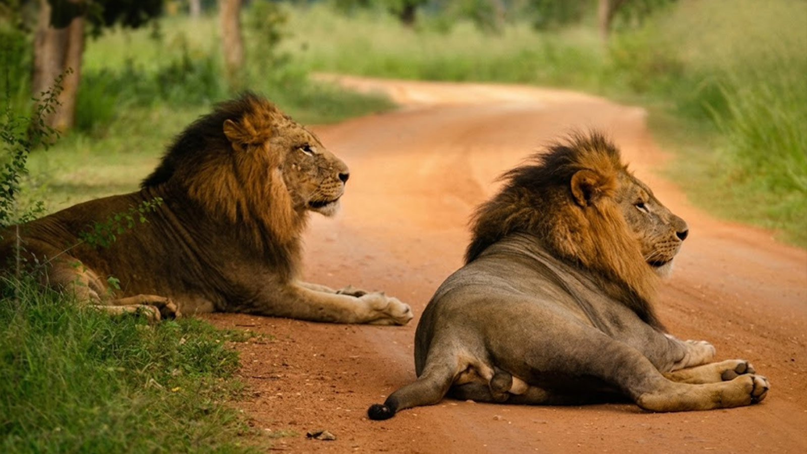 SafariPark-Top-4