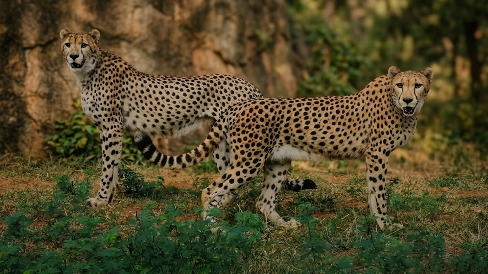 SafariPark-Top-6